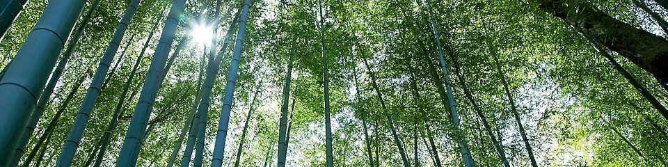 Jungle with bamboo grove